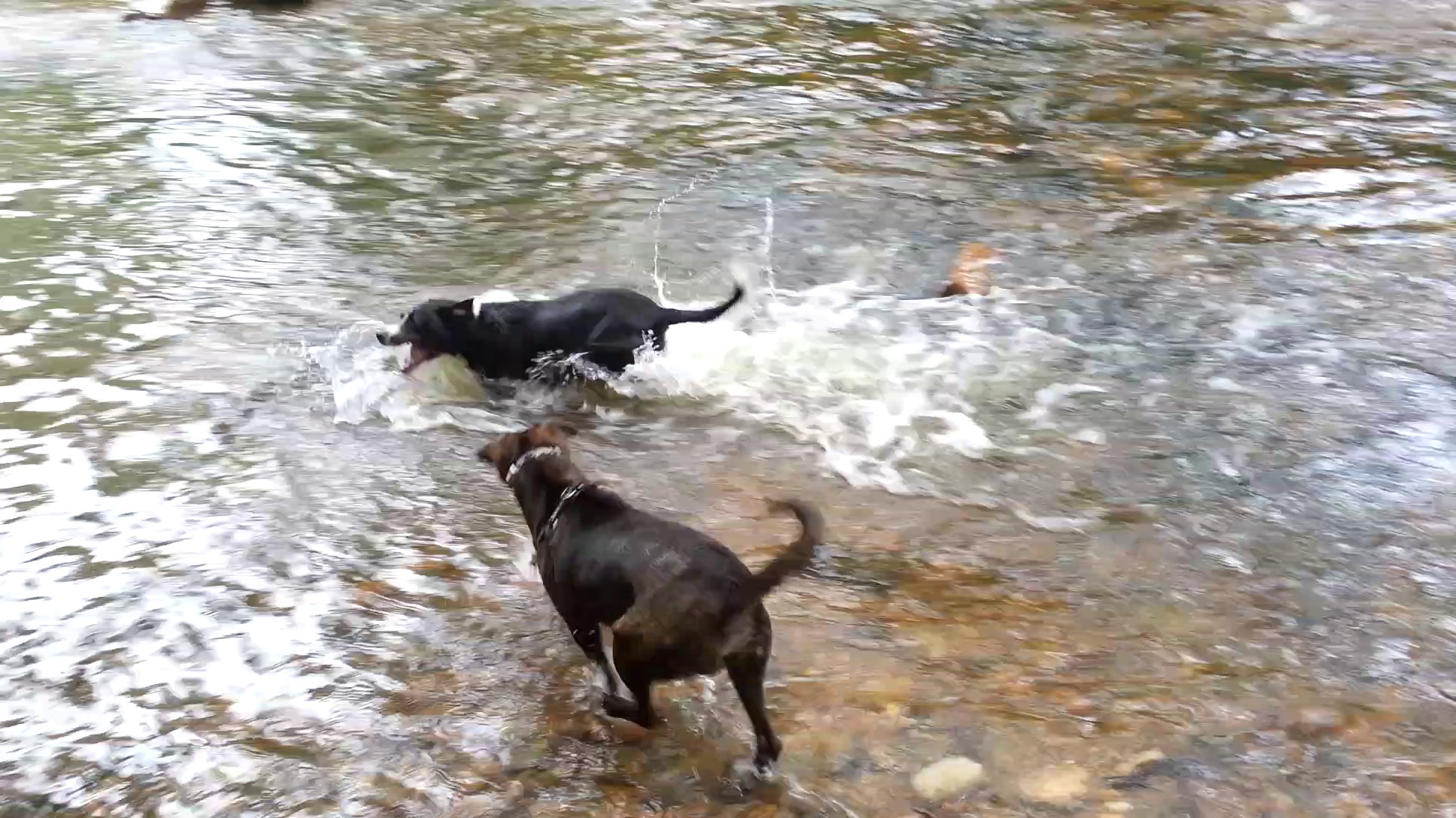 Watching a Crazy Dog